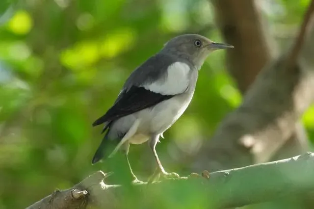 Species Image