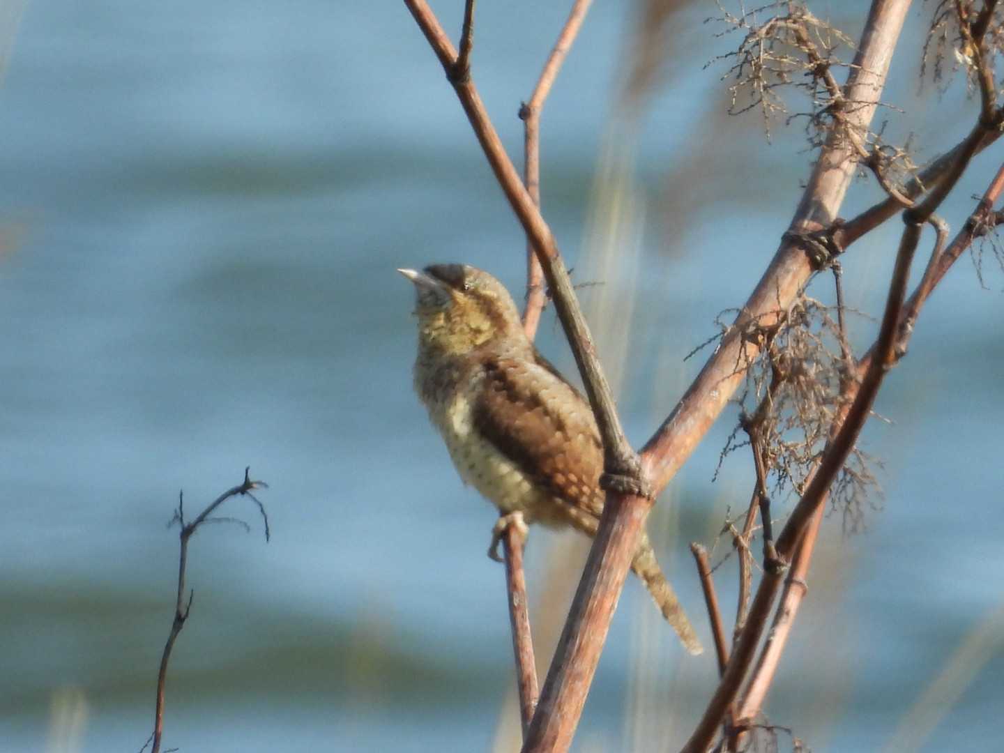 Photo Image