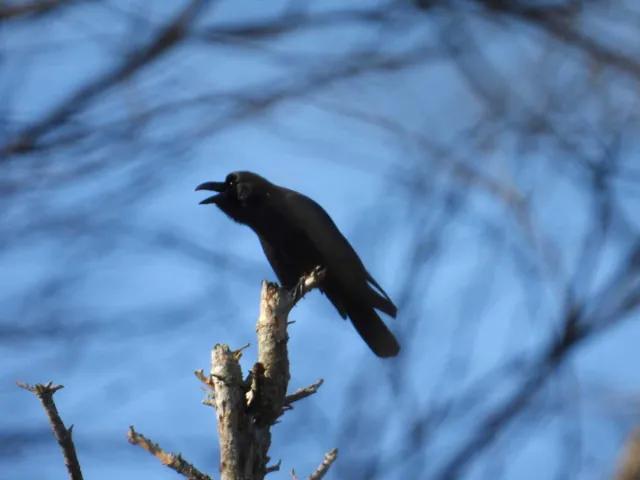 Species Image