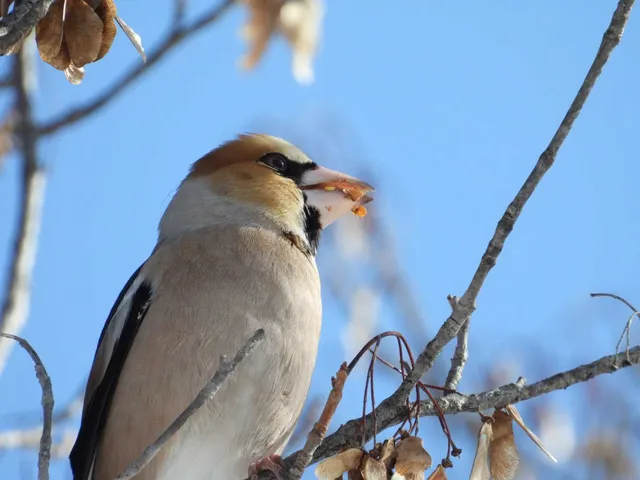 Species Image