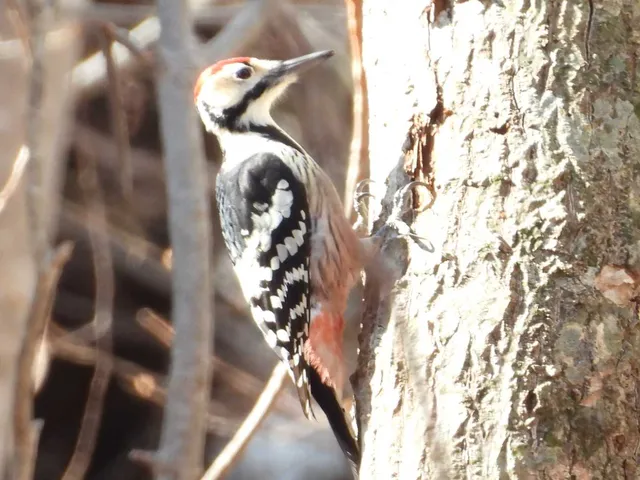 Species Image