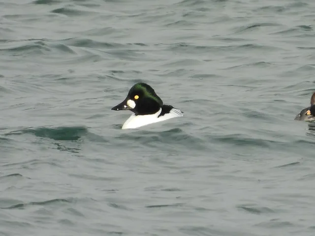 Species Image