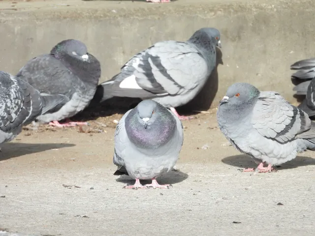 Species Image