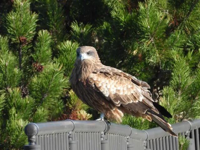 Species Image