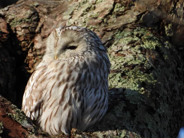 Species Image