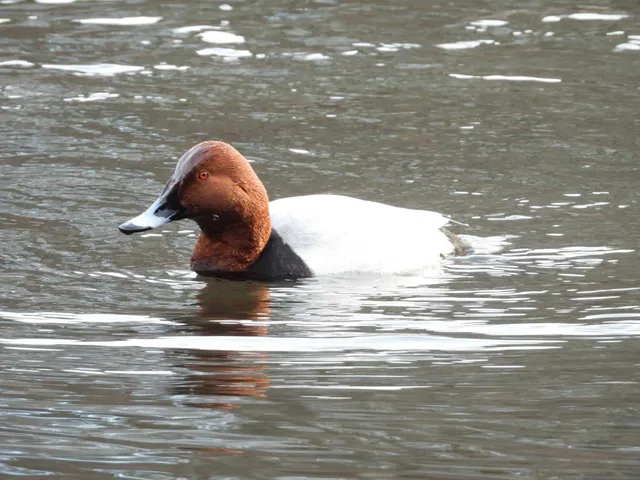 Species Image