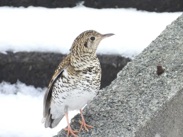 Species Image