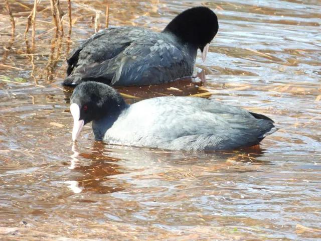 Species Image
