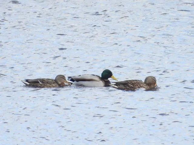 Species Image