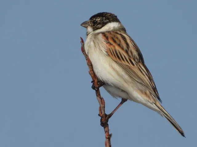 Species Image