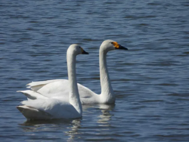 Species Image