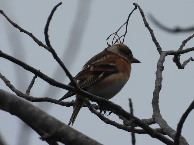 Species Image