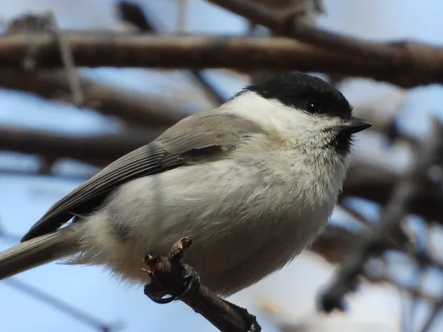 Species Image