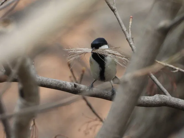 Species Image
