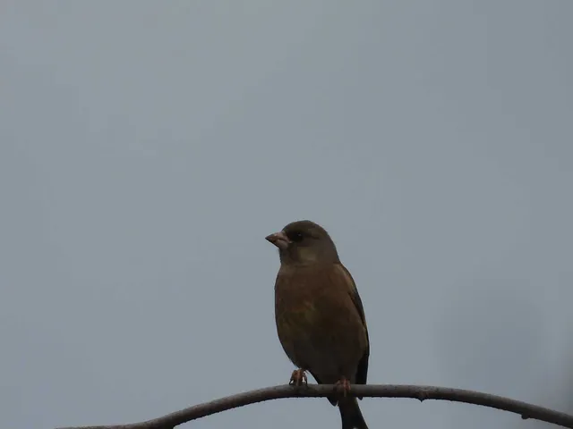 Species Image