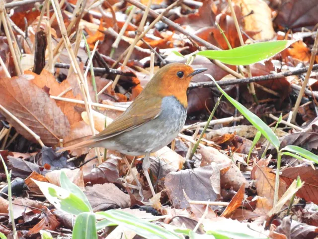 Species Image