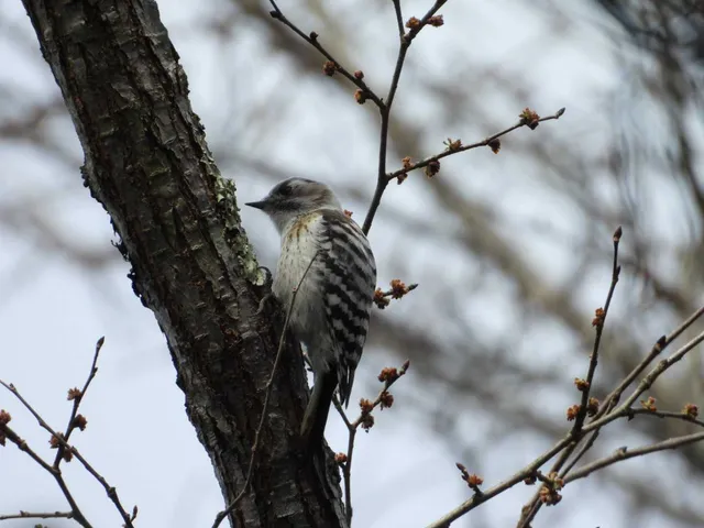 Species Image