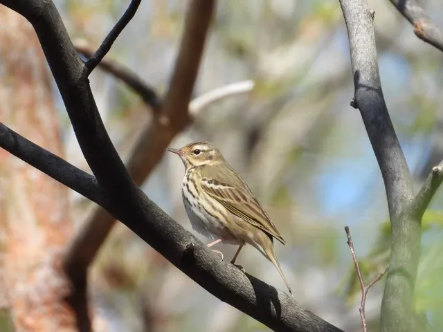 Species Image