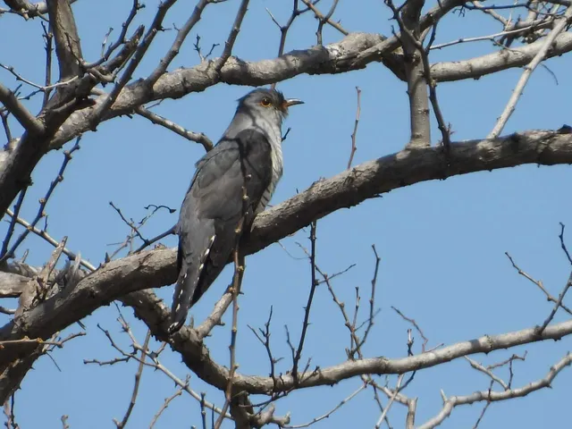Species Image