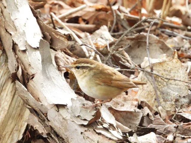Species Image