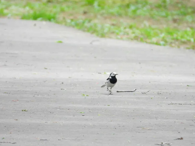 Species Image