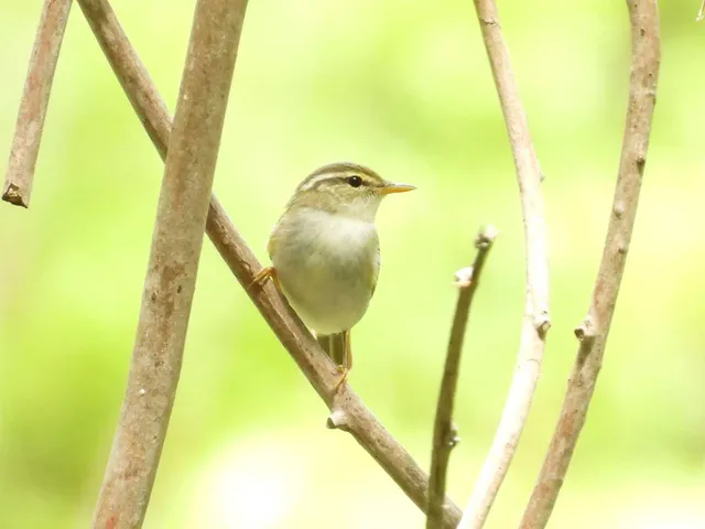 Species Image