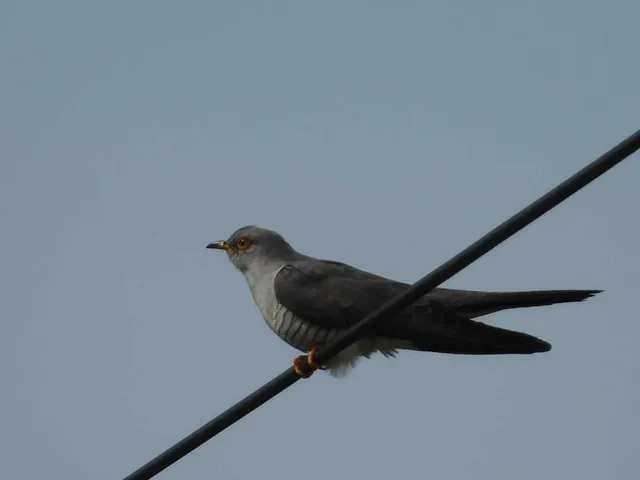 Species Image