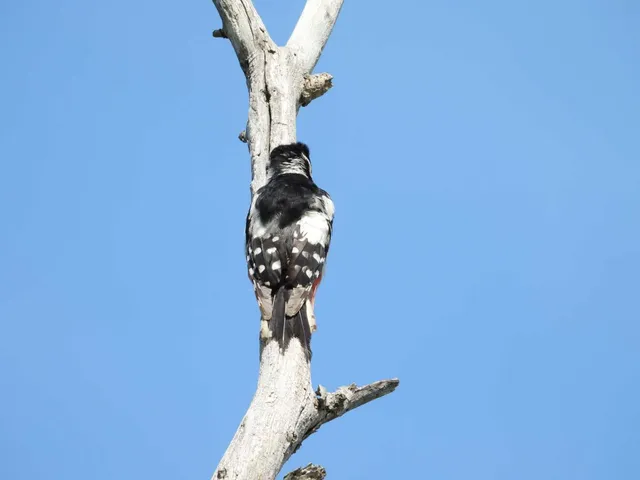 Species Image