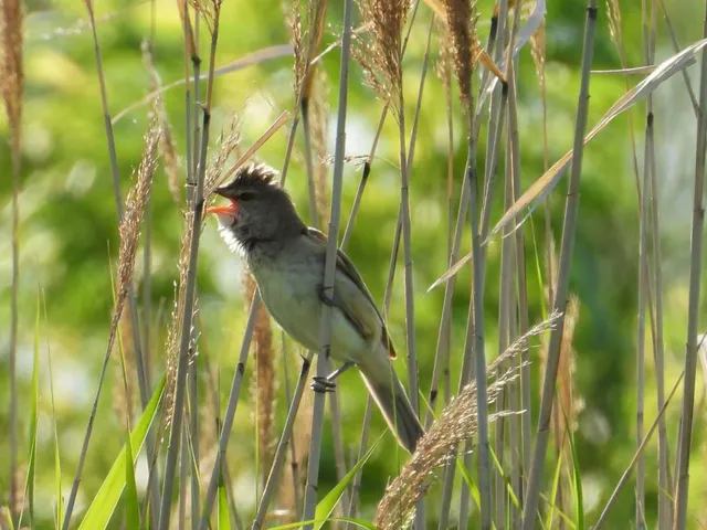 Species Image