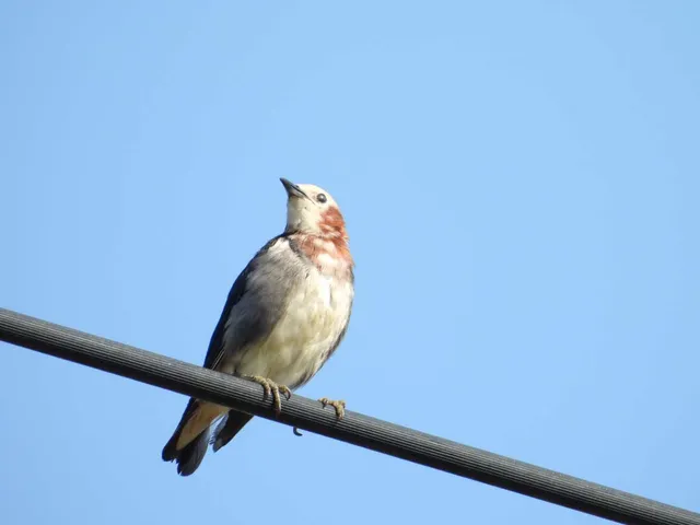 Species Image
