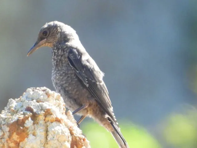 Species Image