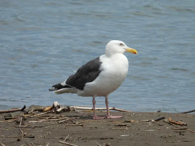 Species Image