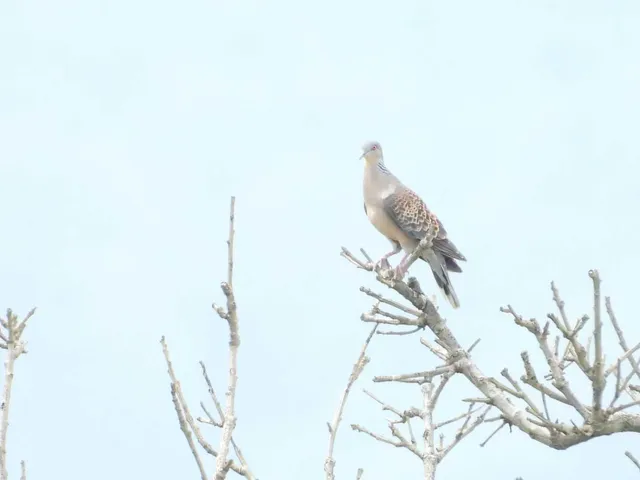 Species Image