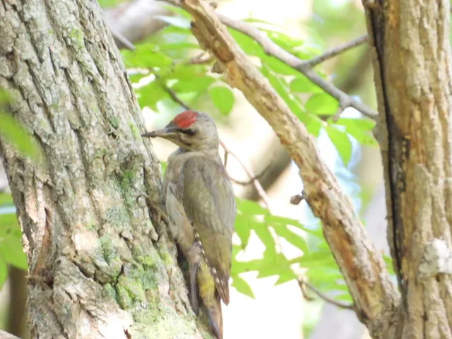 Species Image