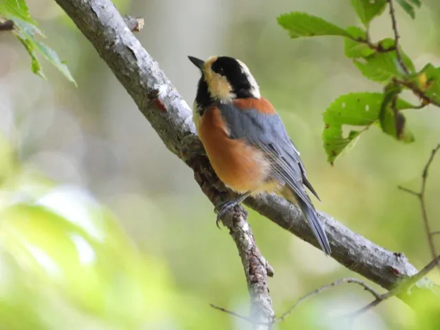 Species Image