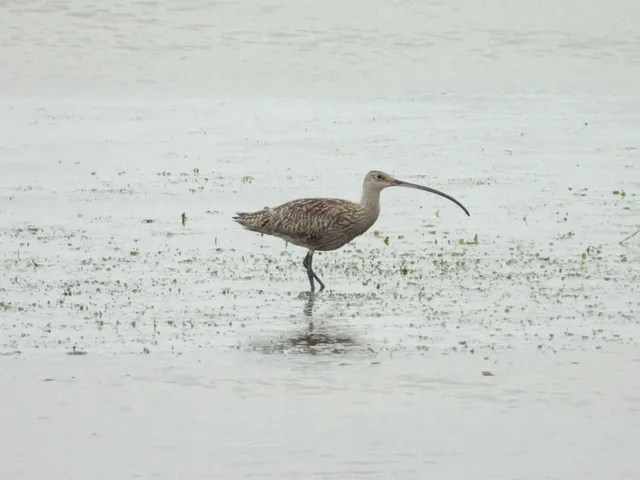 Species Image