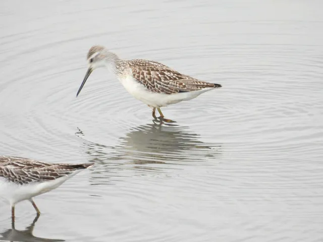 Species Image