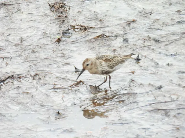 Species Image