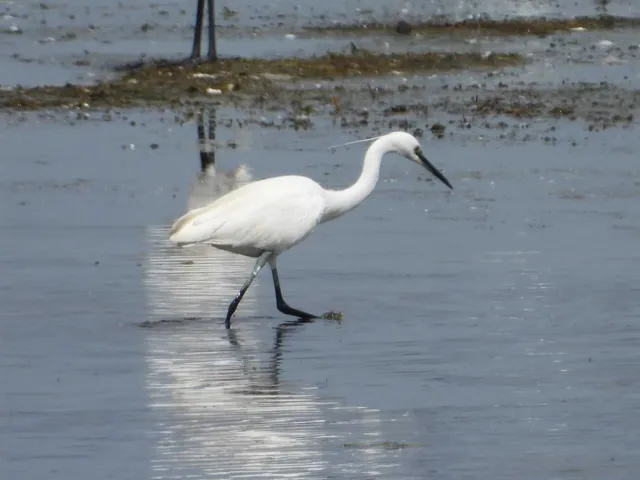Species Image