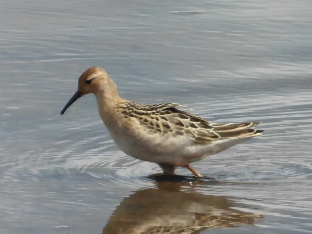 Species Image