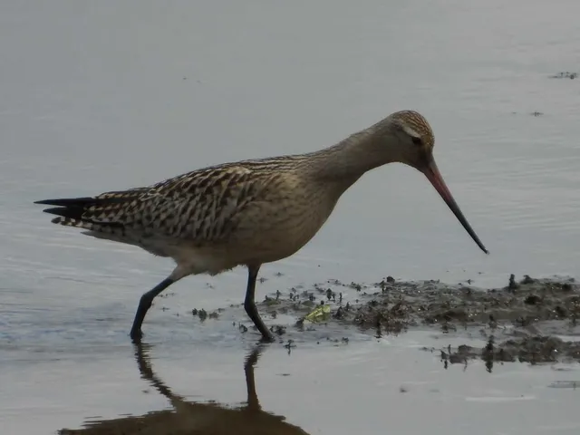 Species Image