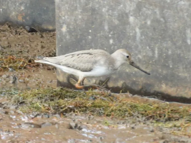 Species Image