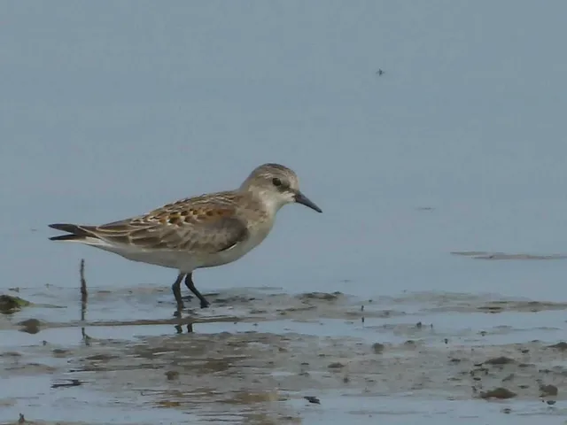 Species Image