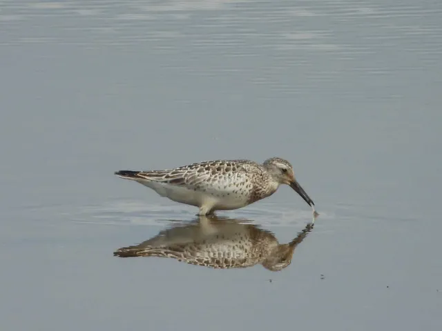 Species Image