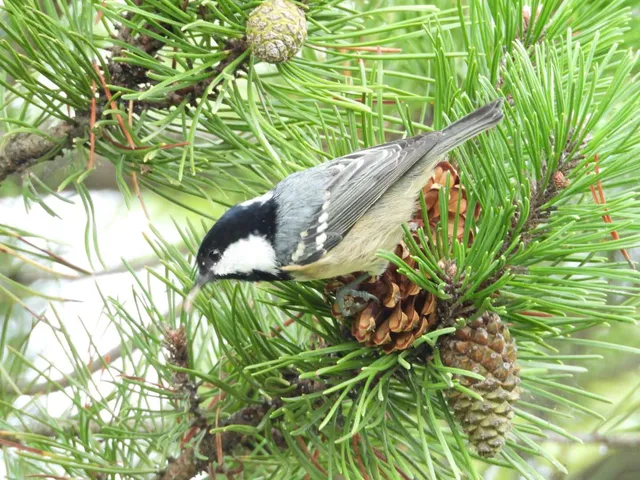 Species Image