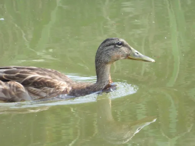 Species Image