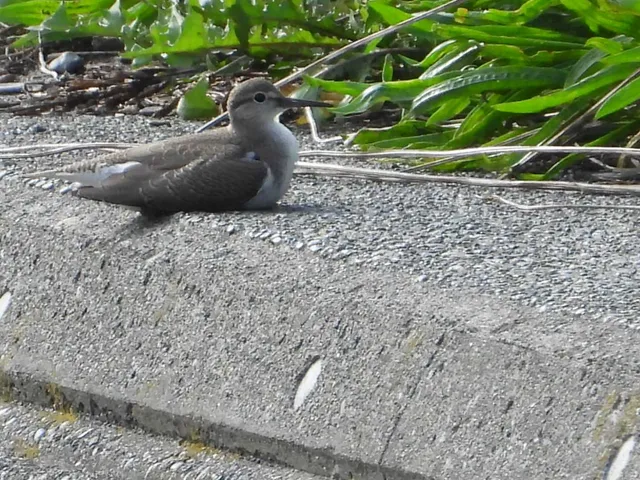 Species Image
