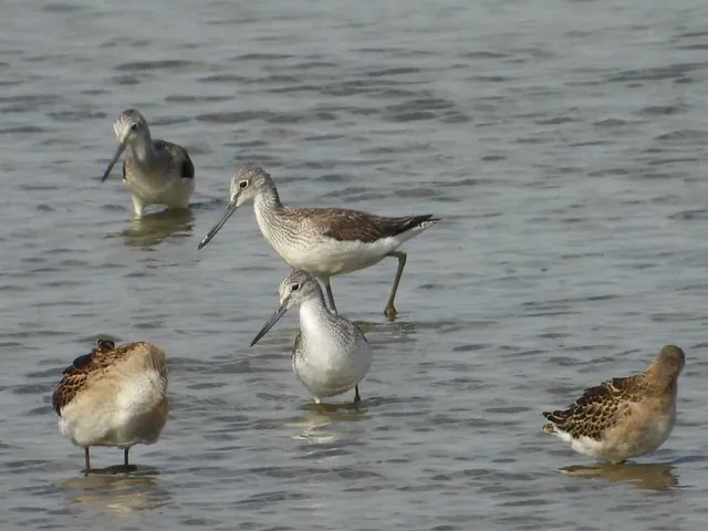 Species Image