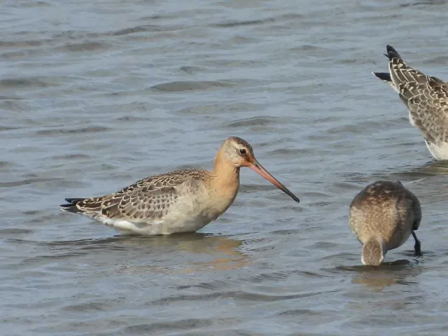 Species Image