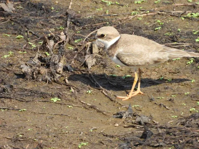 Species Image